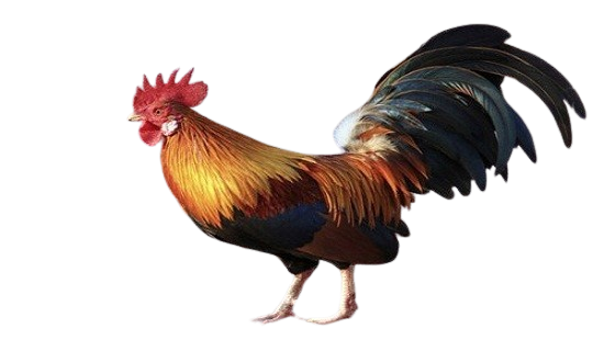 congly vn con ga removebg preview