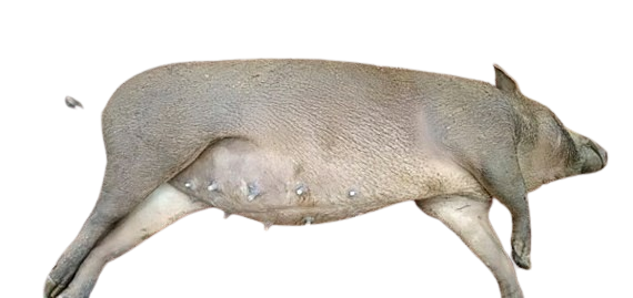 178545 24 6 dich removebg preview