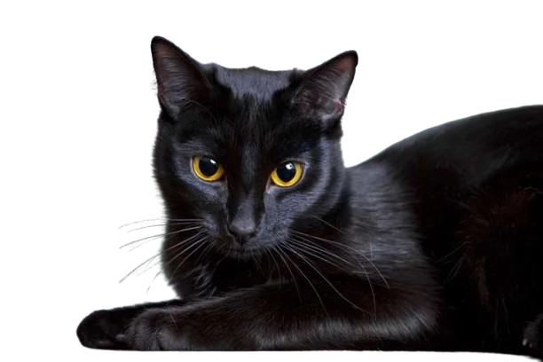 87226 istock 174846251 15470909687192071236732 removebg preview