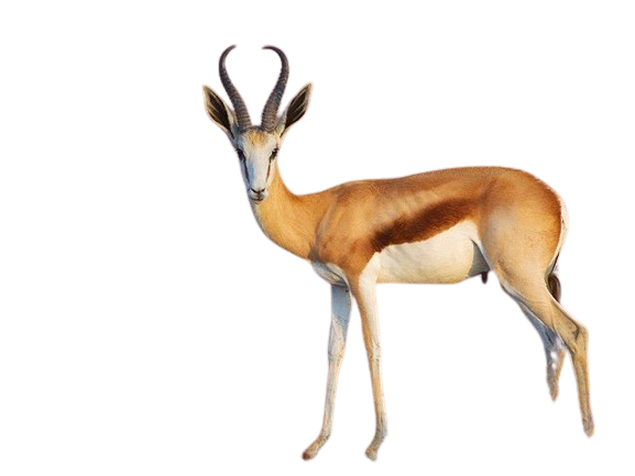 960px Antidorcas marsupialis  male  Etosha  2012  HNBZ.jpg removebg preview