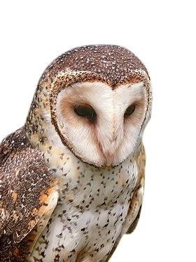 Masked owl mask4441 removebg preview