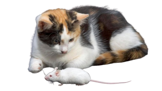  96439580 whatsubject removebg preview