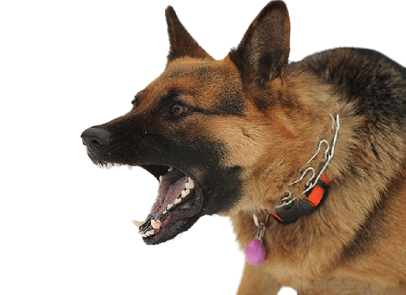 benh dai o cho 2 removebg preview