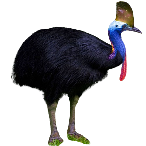 da dieu dau meo removebg preview