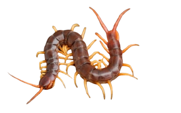 ret shutterstock YAJE removebg preview