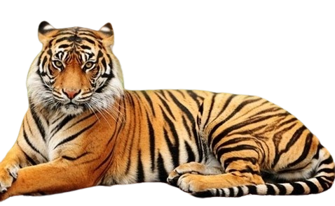 tiger8 291933380 removebg preview